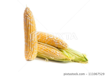 Several ears of sweet corn isolated on a white background. . 111067529