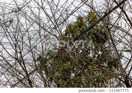 樹枝掛在電線上 111067775