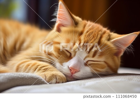 Cozy Kitten. Adorable Sleep on Soft Blanket with Copy Space - Perfect for Banners. 111068450