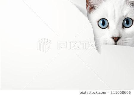 Curious Cat Poking Its Head Out of a Hole in White Paper with Copy Space for Text Overhead Curious Cat Poking Its Head Out of a Hole in White Paper with Copy Space for Text Overhead 111068606