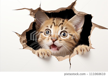Curious Cat Poking Its Head Out of a Hole in White Paper with Copy Space for Text Overhead Curious Cat Poking Its Head Out of a Hole in White Paper with Copy Space for Text Overhead 111068610