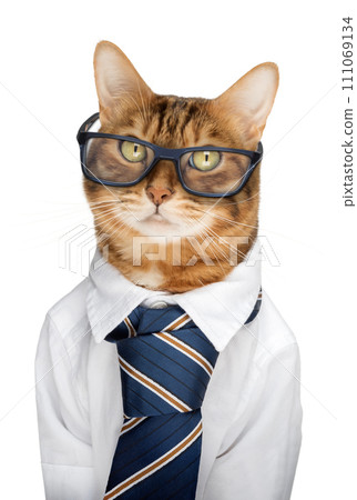 Bengal cat wearing glasses, white shirt and tie on a white background 111069134