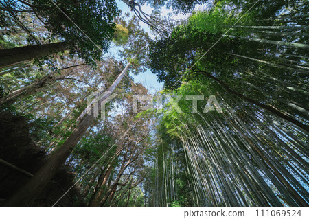 Kyoto temple garden 111069524