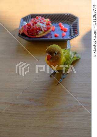 button parakeet and pomegranate button parakeet and pomegranate 111069774