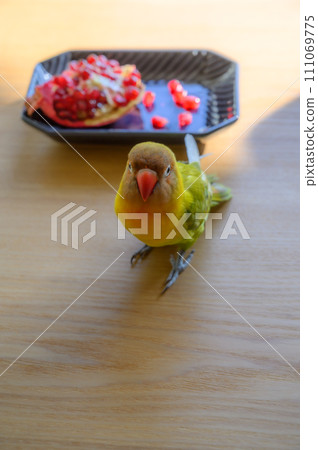 按鈕鸚鵡和石榴 按鈕鸚鵡和石榴 111069775