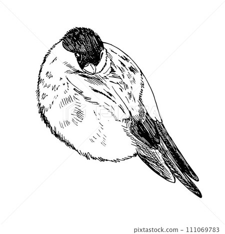 Vector freehand drawing of monochrome illustration sketches . Bullfinch constitute a large family of small birds. Winter Vector freehand drawing of monochrome illustration sketches . Bullfinch constitute a large family of small birds. Winter 111069783