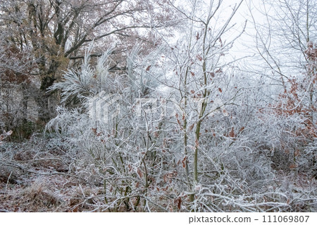 Hoarfrost Elegance in the Forest 111069807