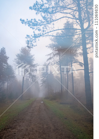 Into the Mist: Dawn's Light on a Forest Trail Into the Mist: Dawn's Light on a Forest Trail 111069830