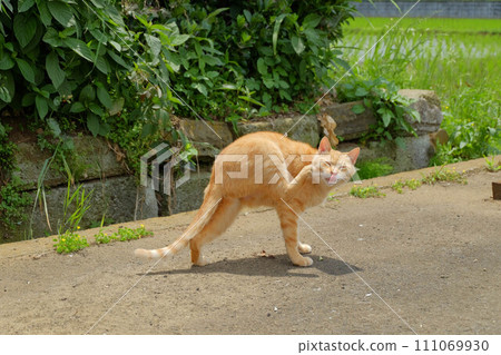 A brown cat sticking out its tongue 111069930