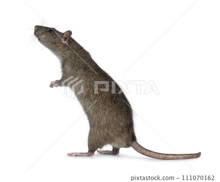 Rat on white background 111070162