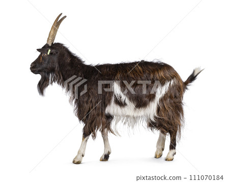 Land goat on white background 111070184