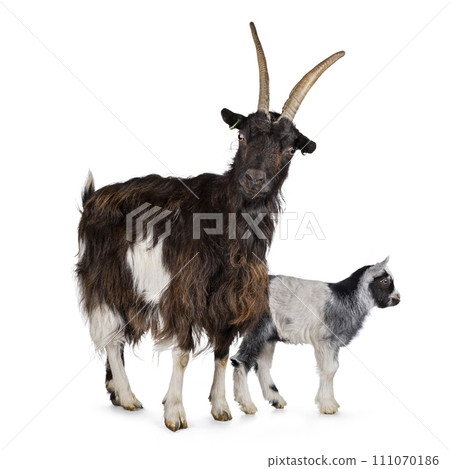 Land goat on white background 111070186