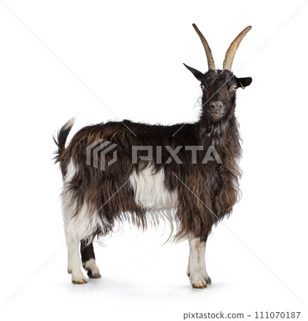 Land goat on white background 111070187