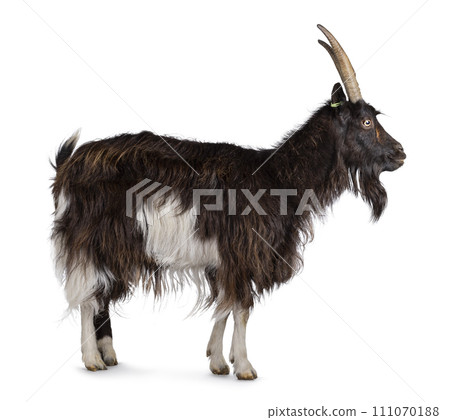 Land goat on white background 111070188