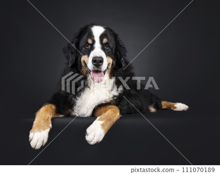 Berner Sennen dog on black 111070189