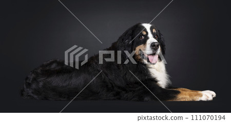 Berner Sennen dog on black Berner Sennen dog on black 111070194