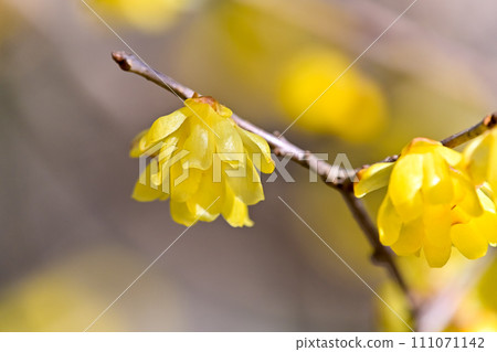 宣布春天到來的日本五香粉 111071142