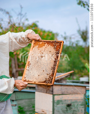 Close up frame with honey. Male beekeeper holding a frame with honeycombs over a beehive in the garden. 111071650