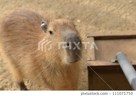Capybara's cute profile 111071750