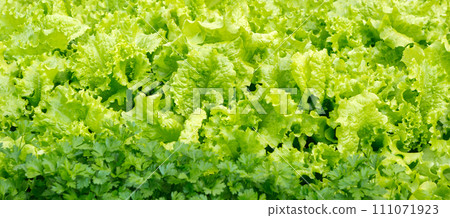 Green leaf lettuce 111071923
