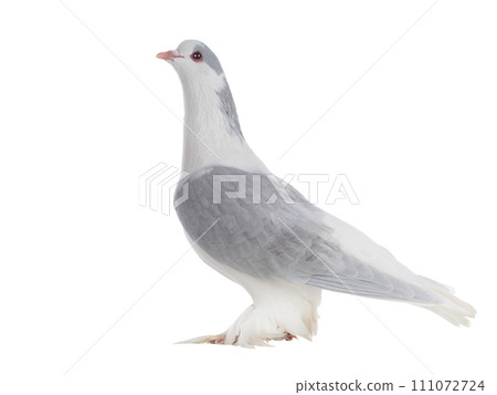 lahore pigeon isolated on white background lahore pigeon isolated on white background 111072724
