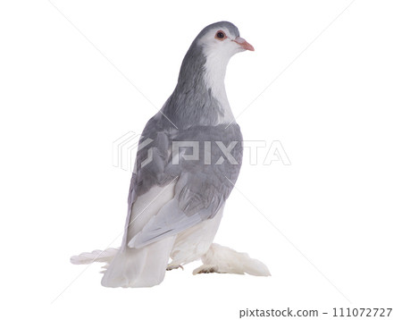 lahore pigeon isolated on white background lahore pigeon isolated on white background 111072727