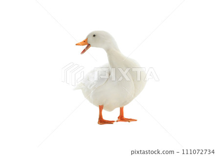 duck white isolated on white background duck white isolated on white background 111072734