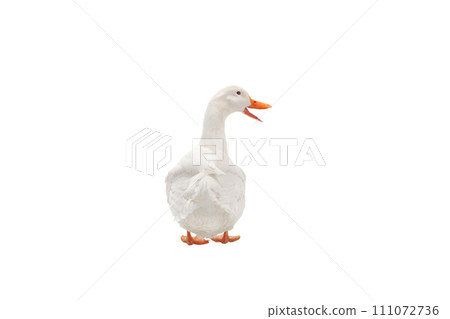 duck white isolated on white background duck white isolated on white background 111072736