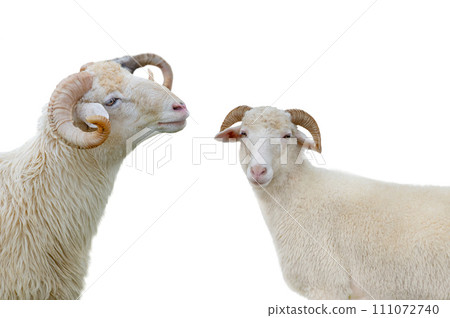 portrait of a ram isolated on white background 111072740