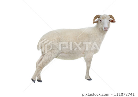 sheep isolated on white background sheep isolated on white background 111072741