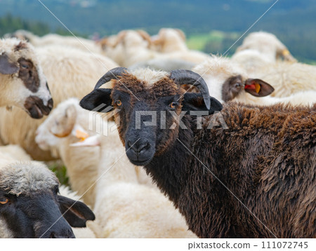 portrait beautiful mountain sheep in the pasture 111072745
