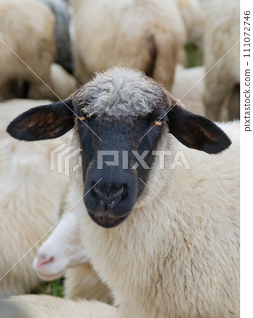 portrait beautiful mountain sheep in the pasture portrait beautiful mountain sheep in the pasture 111072746