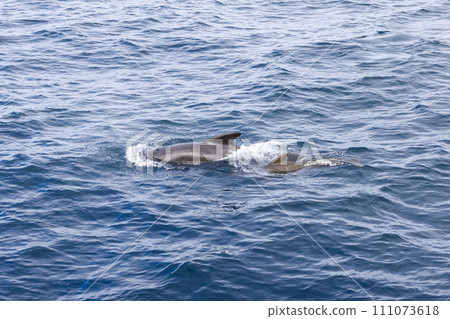 Mother and calf leave frothy trails in textured blue waters Mother and calf leave frothy trails in textured blue waters 111073618