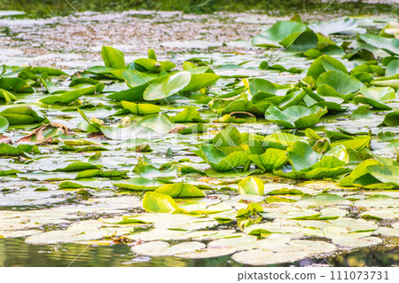 Yellow water lily flower, Nuphar lutea, blooming yellow among the green leaves on the water of the lake Yellow water lily flower, Nuphar lutea, blooming yellow among the green leaves on the water of the lake 111073731