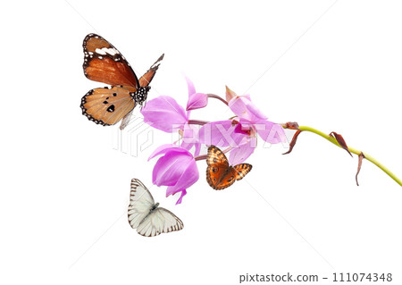 butterfly and zinnia flower isolated on a white background butterfly and zinnia flower isolated on a white background 111074348