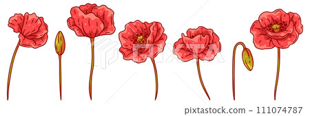 Set of poppies flower. Beautiful decorative plant. 111074787