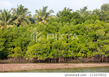 Landscape with palm trees and mangroves Landscape with palm trees and mangroves 111074910