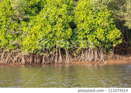 Landscape with palm trees and mangroves 111074914