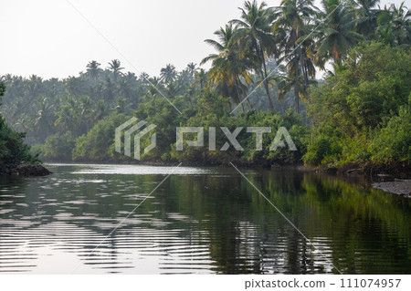 Landscape with palm trees and mangroves Landscape with palm trees and mangroves 111074957