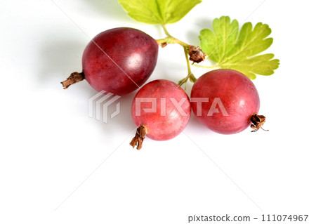 Branch with gooseberry fruits on white. 111074967