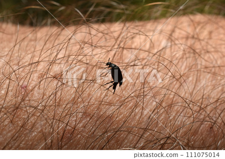 A darkling beetle crawls on a man's hand. 111075014
