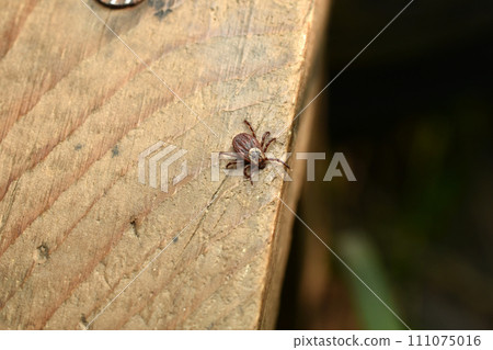 Meadow tick in early spring. Meadow tick in early spring. 111075016
