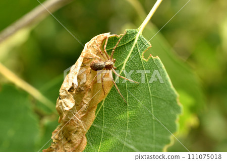 A spider sits on a dry leaf. 111075018