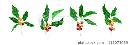 Coffee Plant Berry Branch with Leaf and Stem Vector Set Coffee Plant Berry Branch with Leaf and Stem Vector Set 111075089