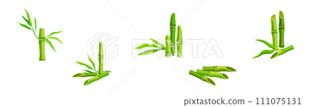 Bamboo Green Stalk or Stem with Leaf Vector Set Bamboo Green Stalk or Stem with Leaf Vector Set 111075131