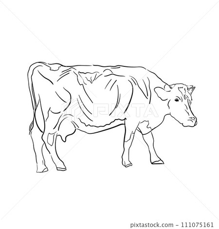 Contour line drawing of simple cow on white background. Hand drawn minimalist vector illustration. Doodle style Contour line drawing of simple cow on white background. Hand drawn minimalist vector illustration. Doodle style 111075161