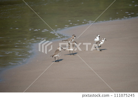 海灘斑鴴 (Charadrius monglus) 111075245