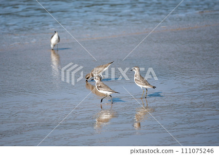 海灘斑鴴 (Charadrius monglus) 海灘斑鴴 (Charadrius monglus) 111075246