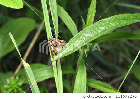 The moth hides in the grass during the day. The moth hides in the grass during the day. 111075256