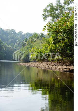 Riverside landscape with palm trees and mangroves Riverside landscape with palm trees and mangroves 111075580